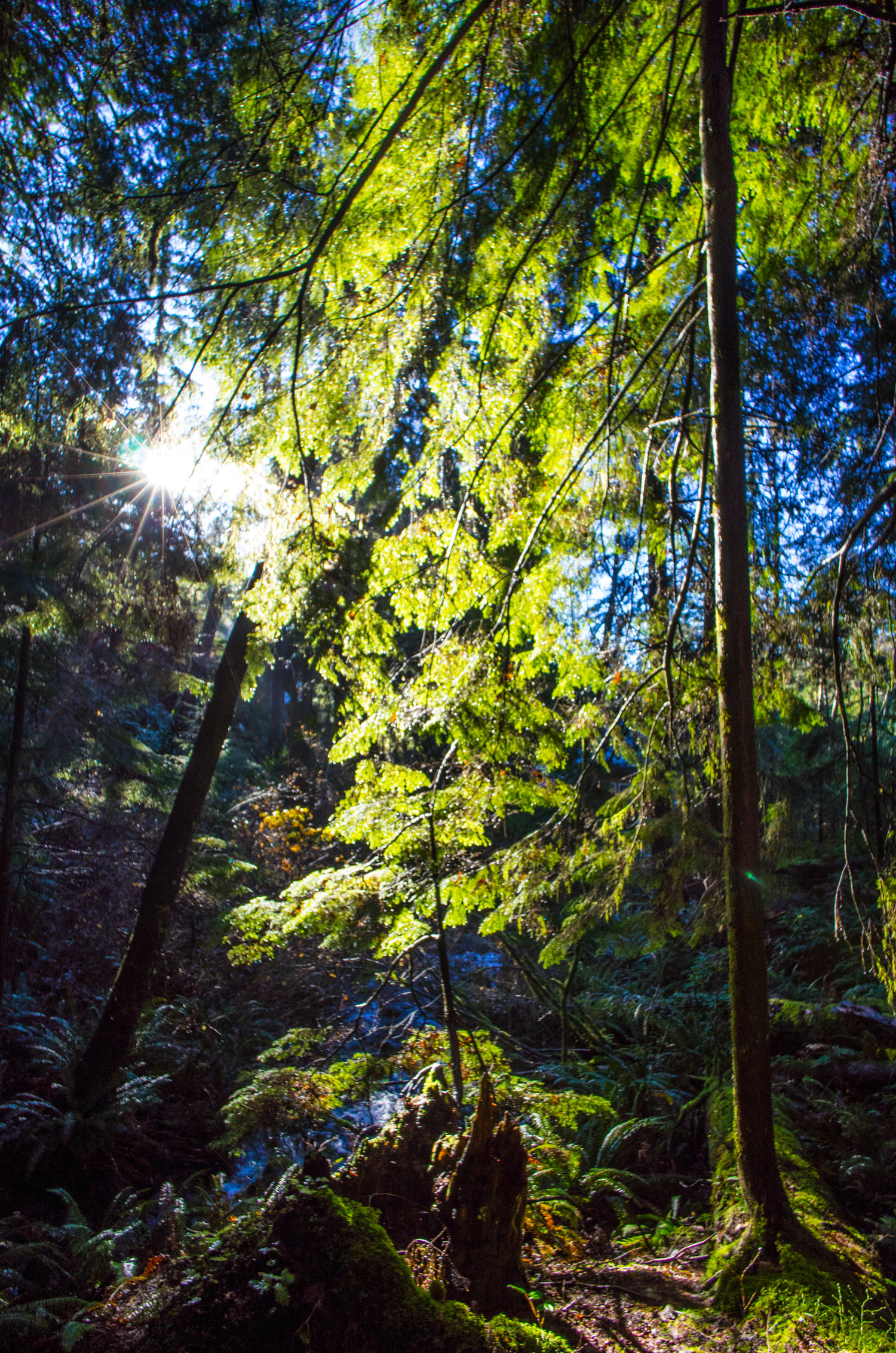 Voigtlander 12mm f/5.6 lens review - Leica T camera - Wide angle lens photography