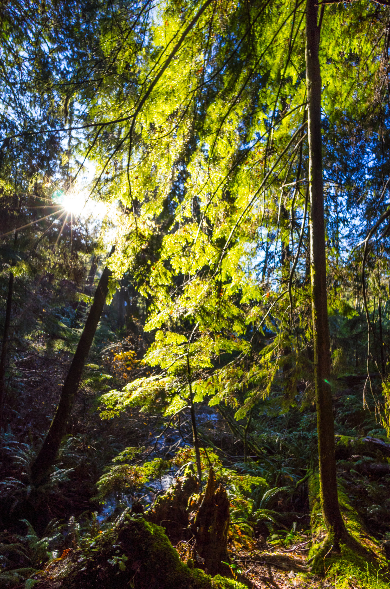 Voigtlander 12mm f/5.6 lens review - Leica T camera - Wide angle lens photography
