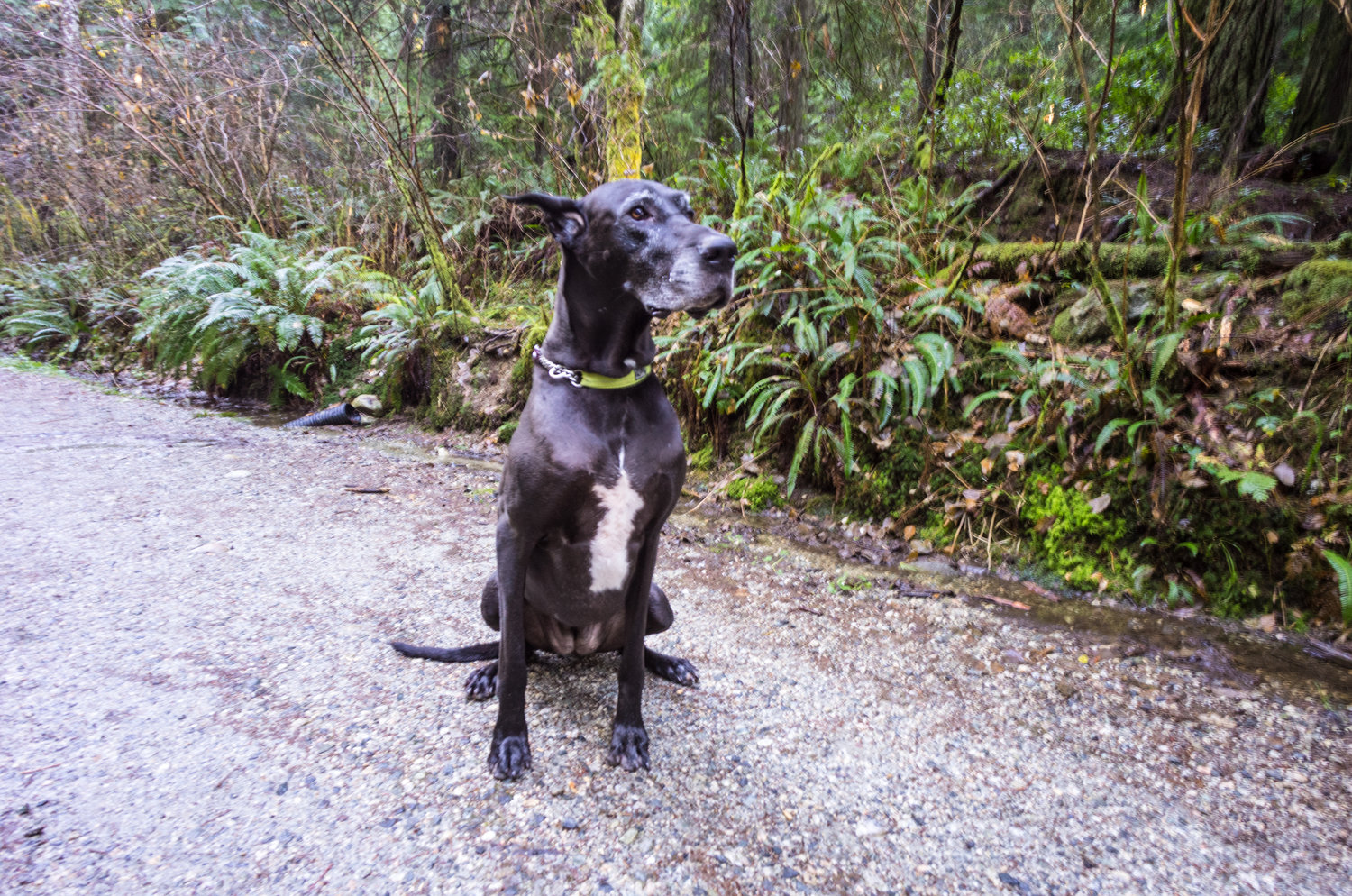 Voigtlander 12mm f/5.6 lens review - Leica T camera - Wide angle lens photography