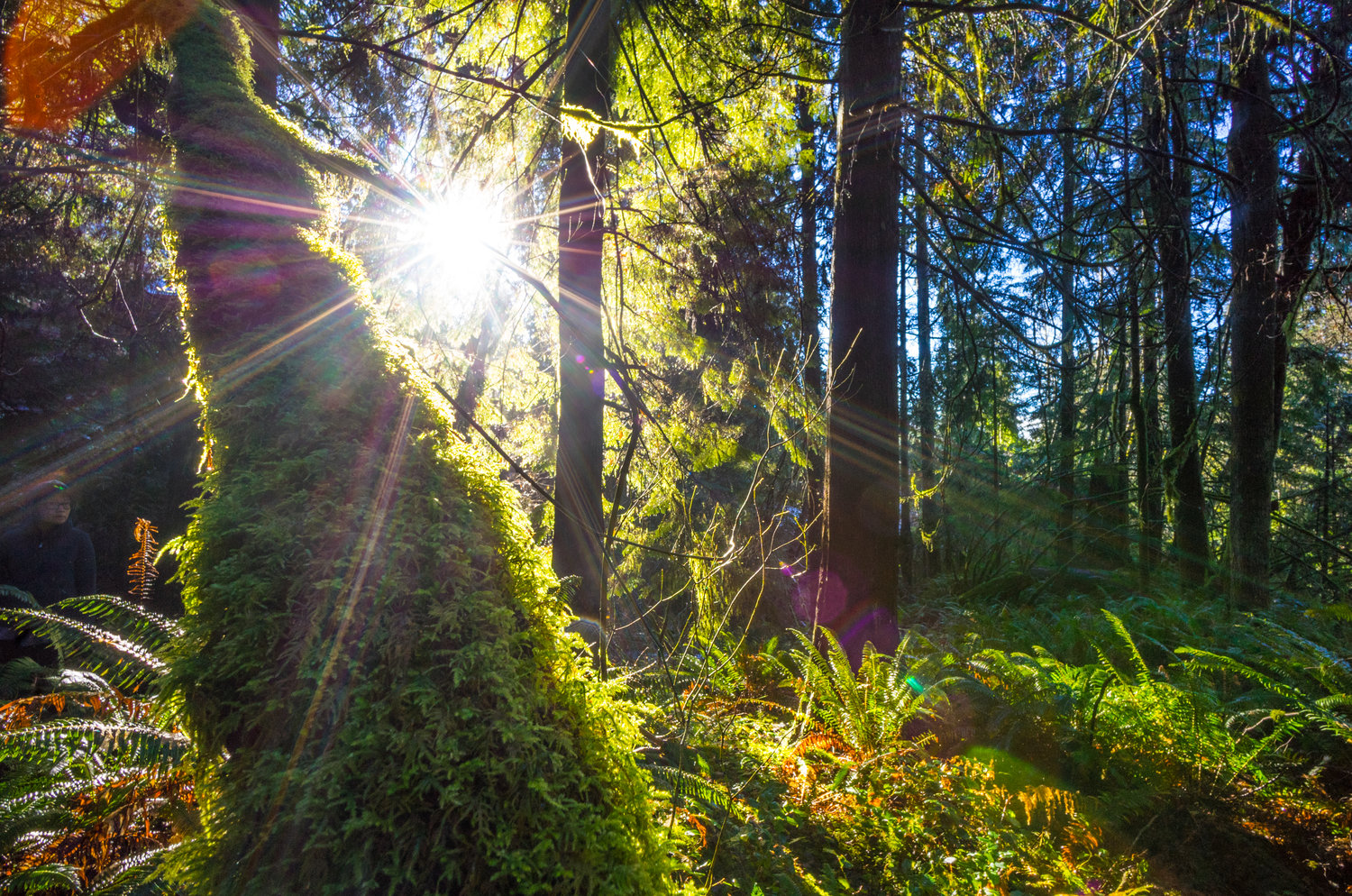 Voigtlander 12mm f/5.6 lens review - Leica T camera - Wide angle lens photography