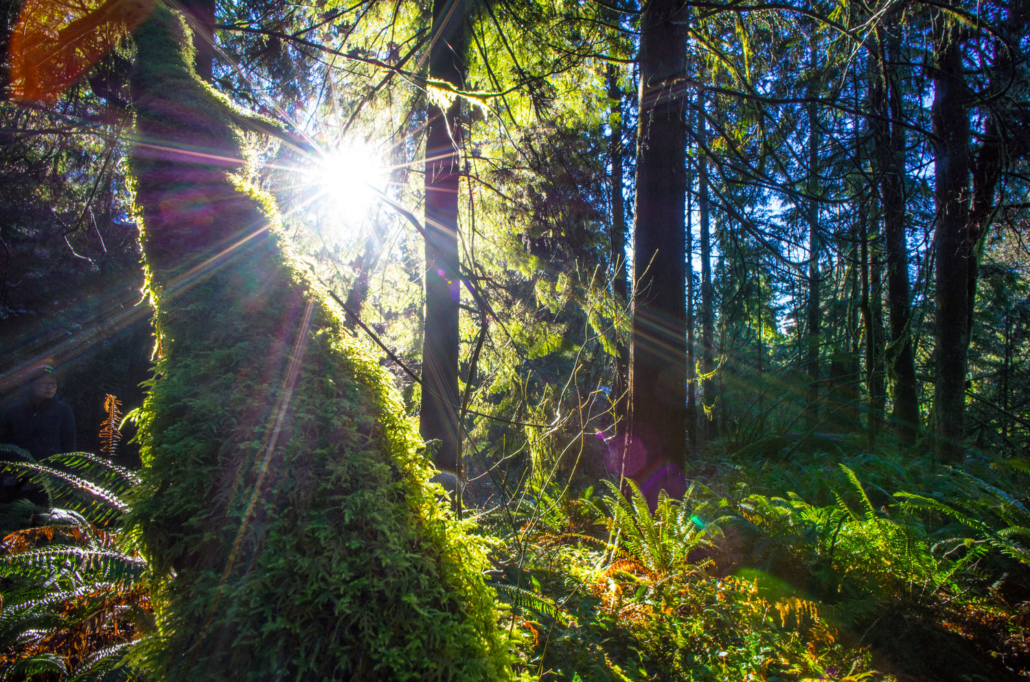 Voigtlander 12mm f/5.6 lens review - Leica T camera - Wide angle lens photography
